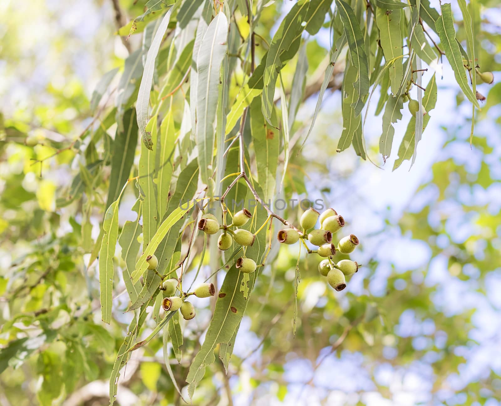 Green foliage and gumnuts of Australian eucalyptus tree growing in bush