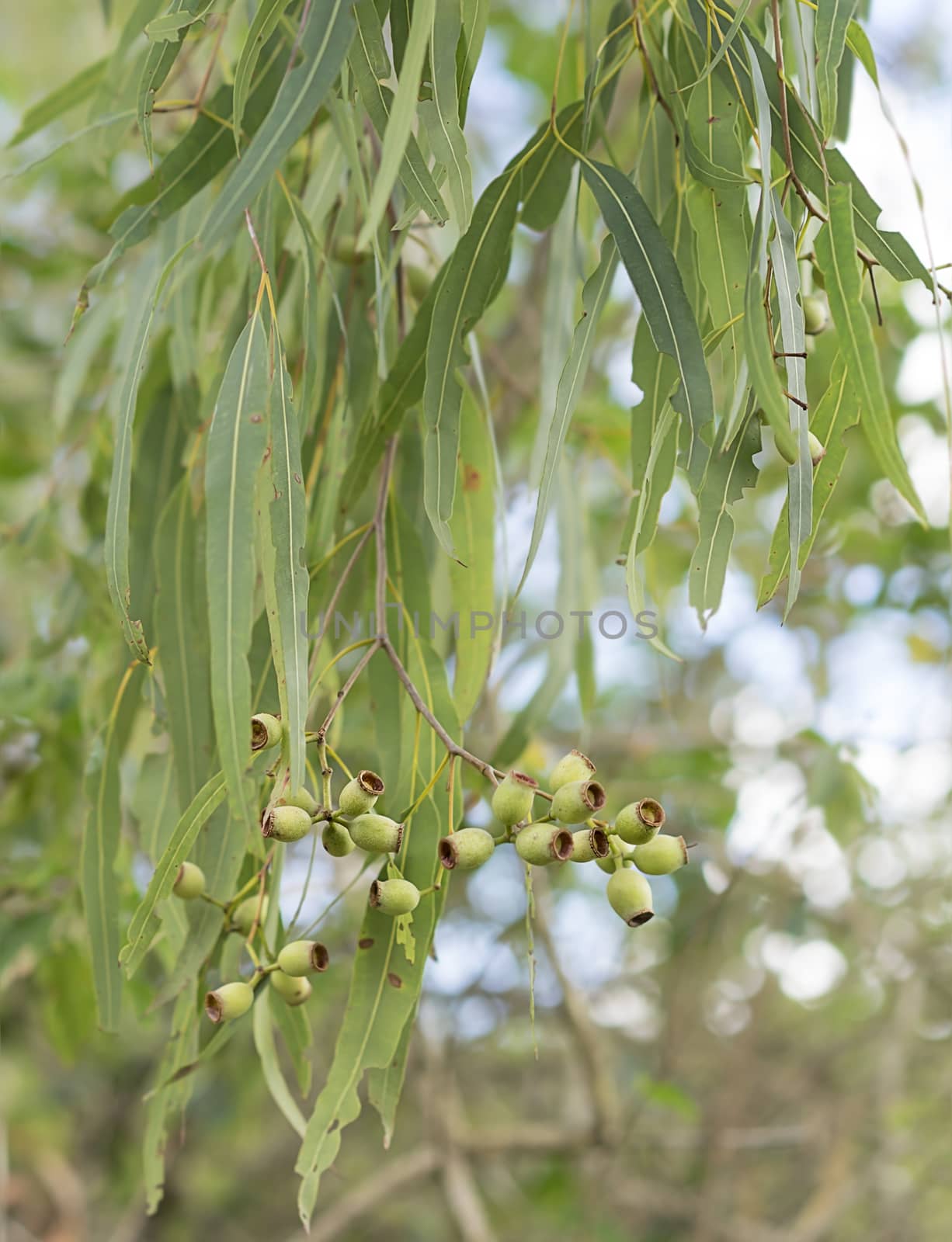 Iconic Australian eucalyptus tree koala food with green gum leaves and gumnuts for an Australiana background