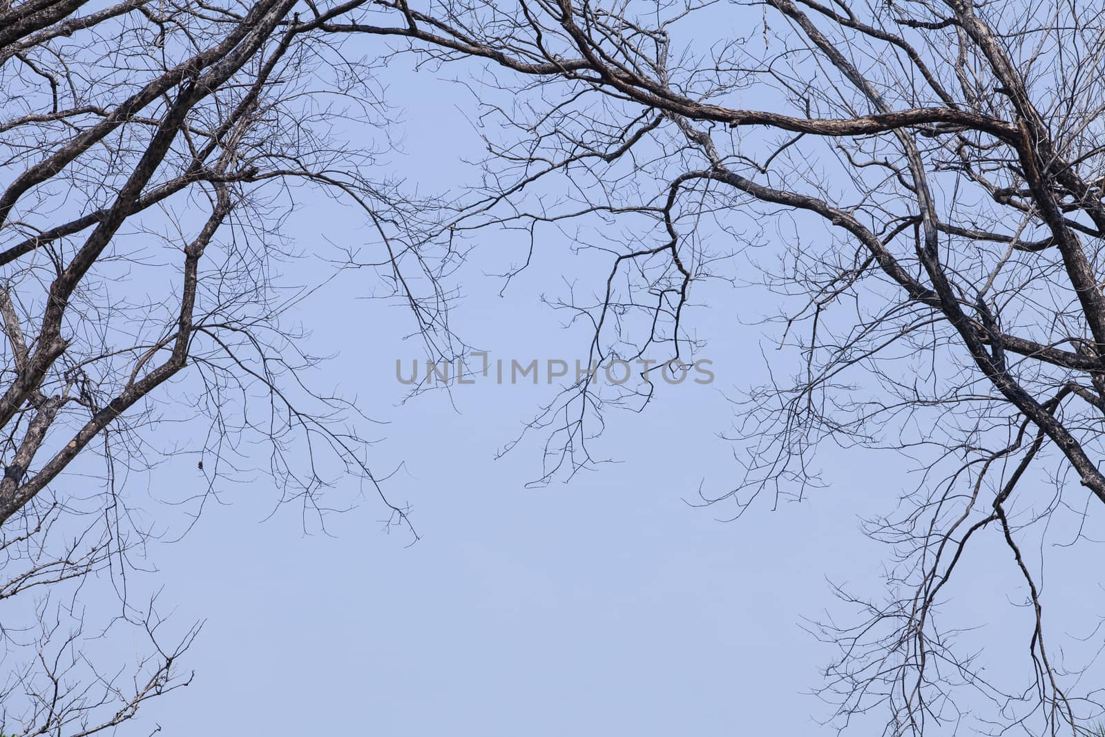 Branches spanning through the sky.can be use as background.
