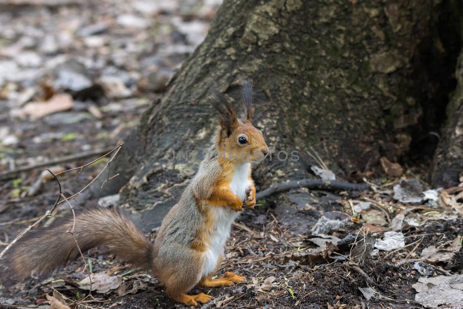 the photograph shows a squirrel on a tree