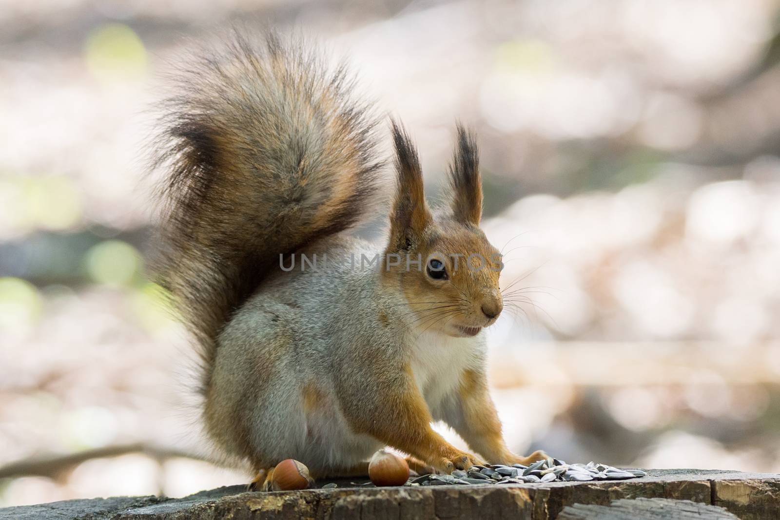 the photograph shows a squirrel on a tree