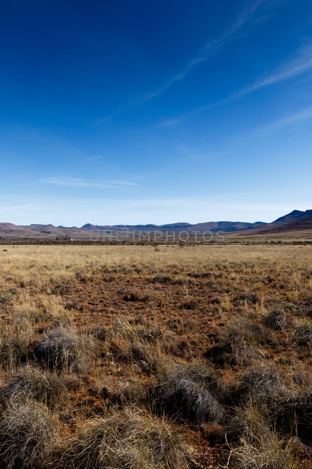 Yellow field leading to Mountains with Blue Skies -  Graaff-Rein by markdescande