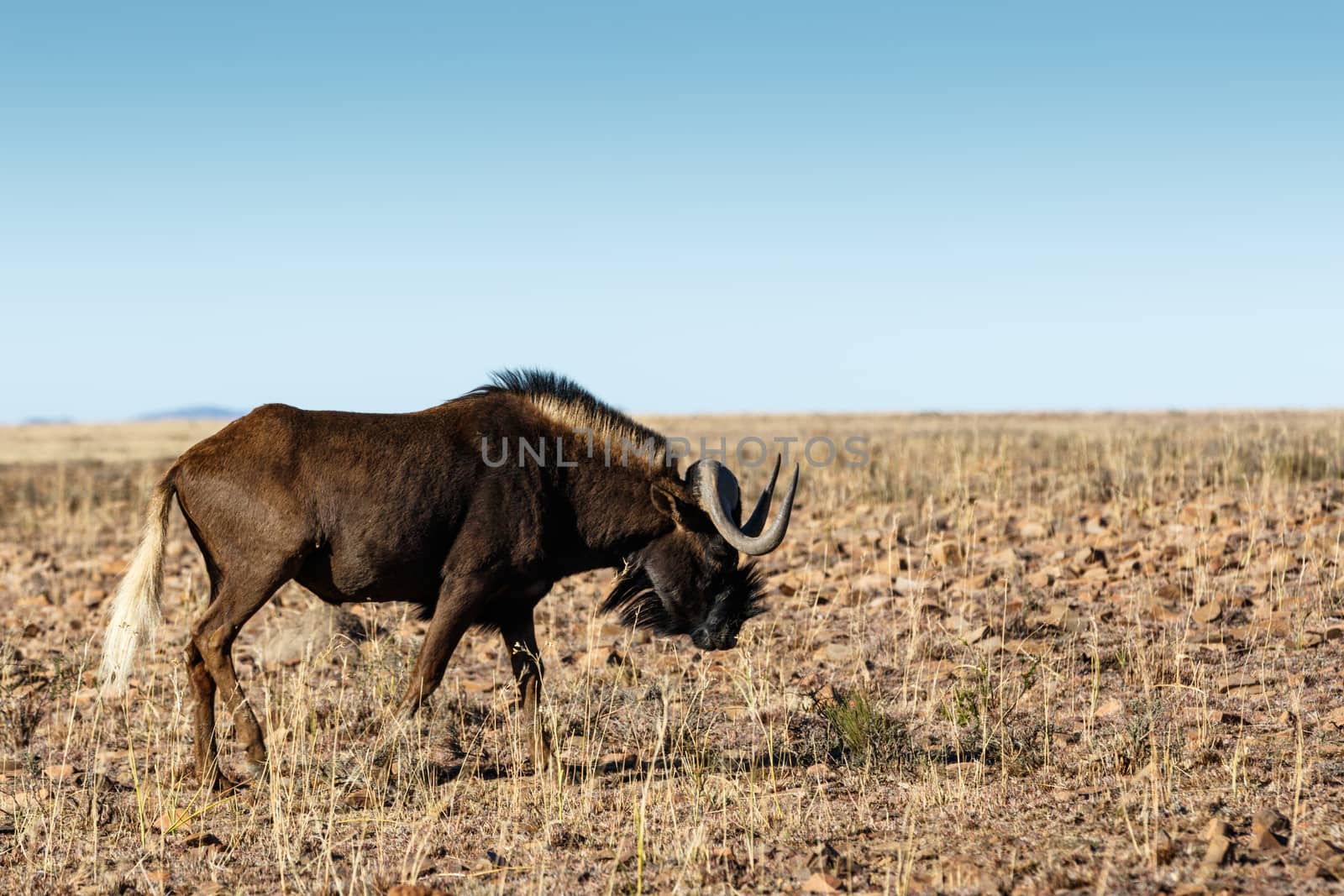 Single Black Wildebeest grazing in the field.