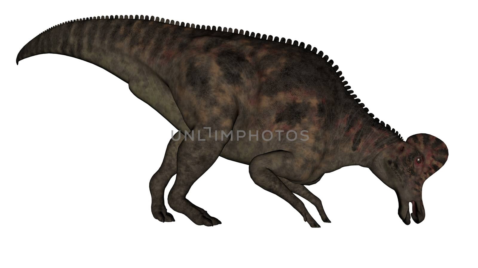 Corythosaurus dinosaur eating isolated in white background - 3D render