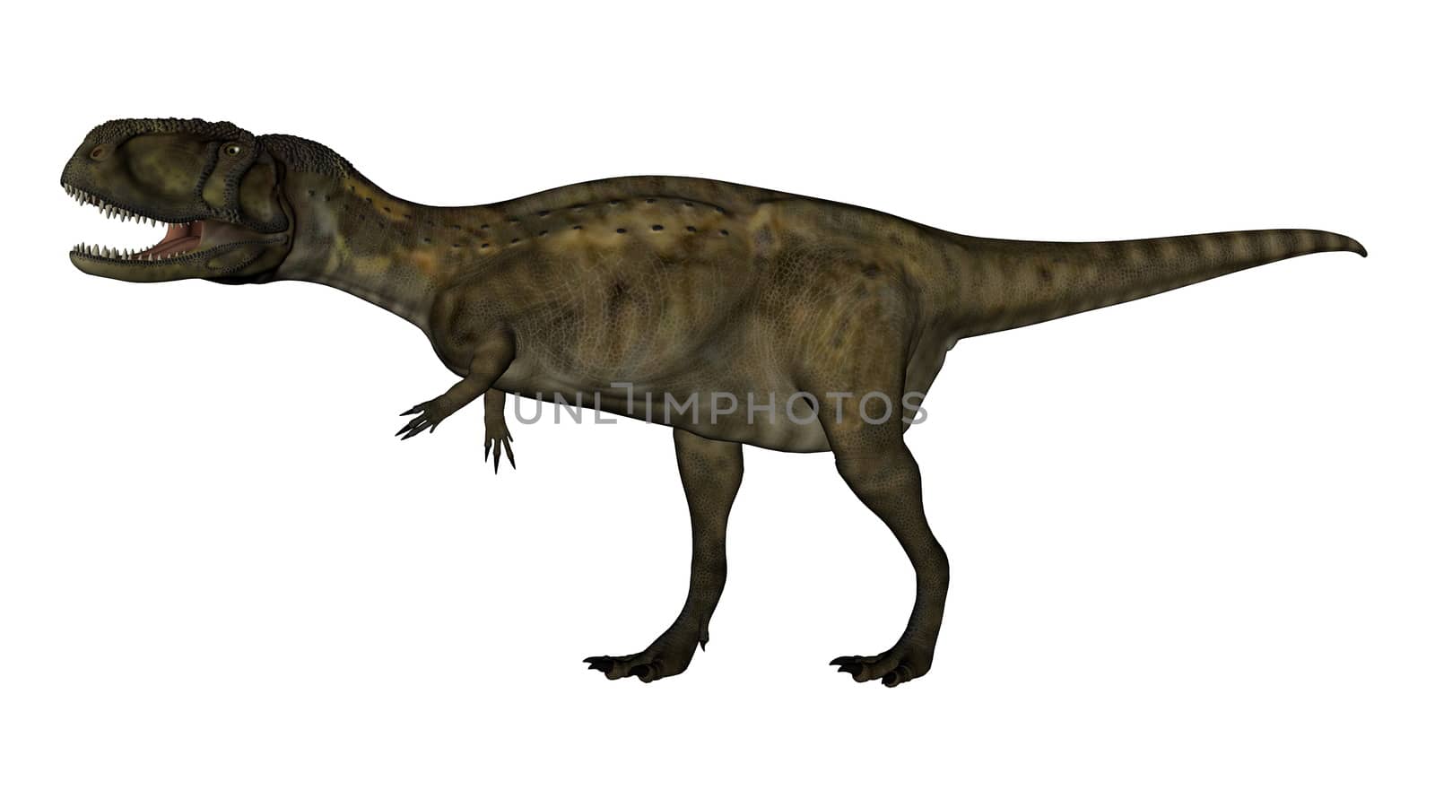 Abelosaurus dinosaur walking isolated in white background - 3D render