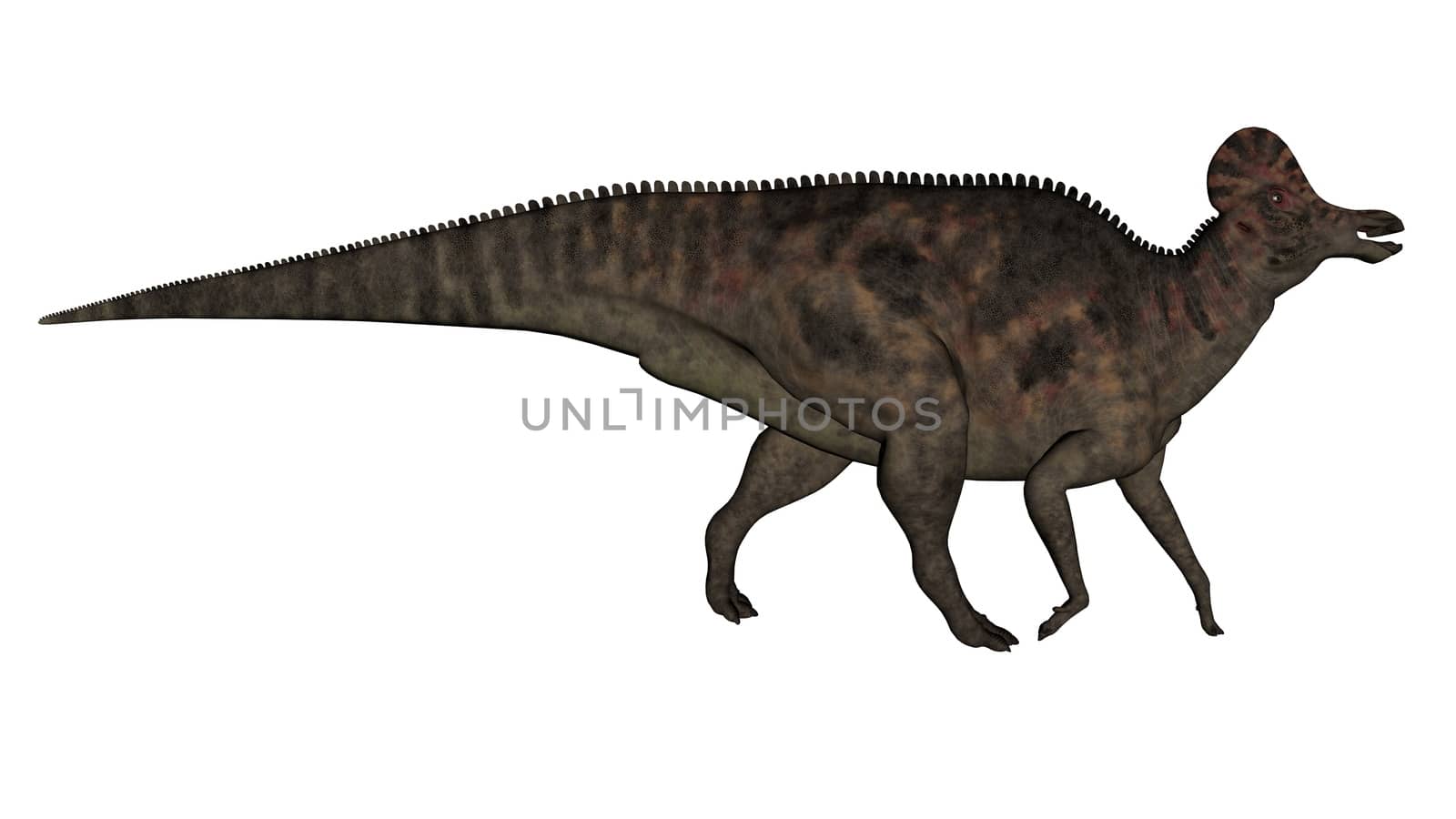 Corythosaurus dinosaur walking isolated in white background - 3D render