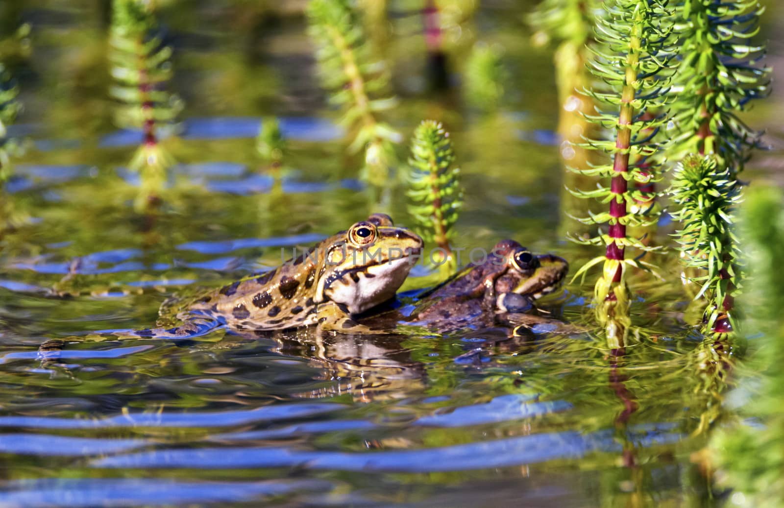 Frog mating in a pond by day