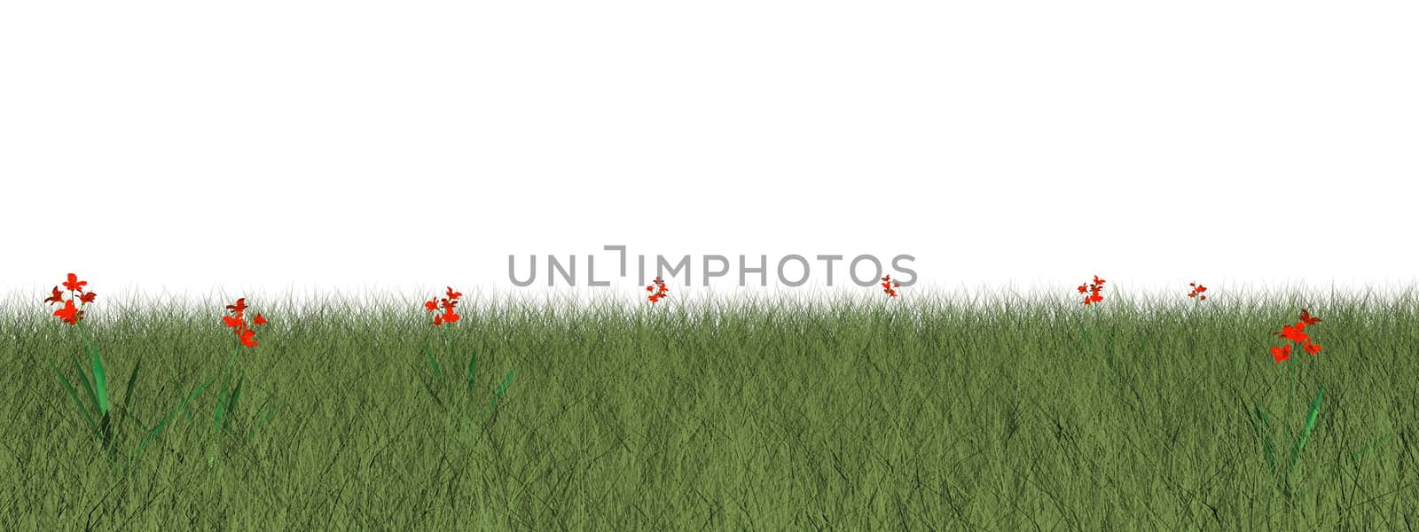 Grassland with beautiful red flowers isolated in white background - 3D render