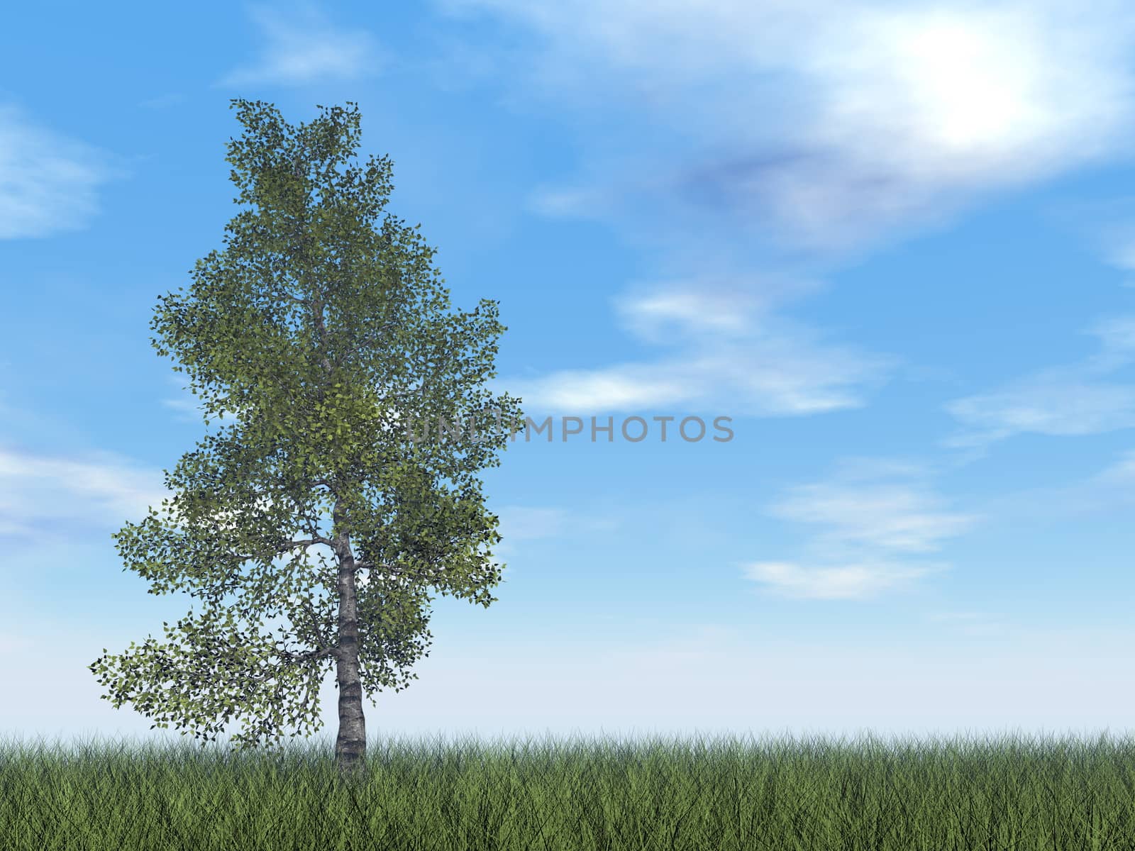 Paper birch tree - 3D render by Elenaphotos21