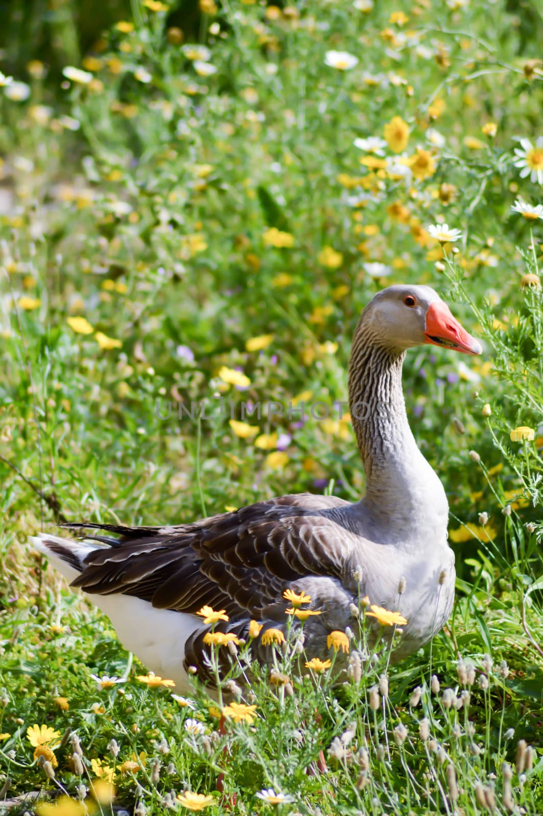 Male goose parmia of daisies  by Philou1000