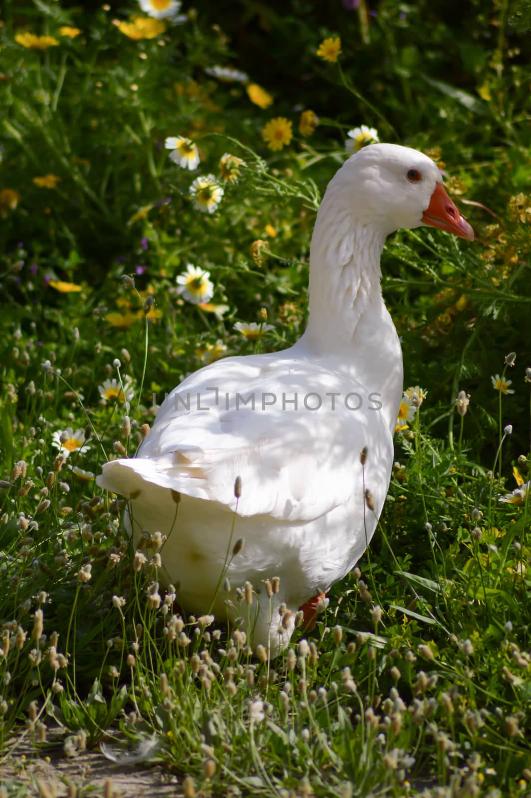 Two Geese Parmia Daisies  by Philou1000