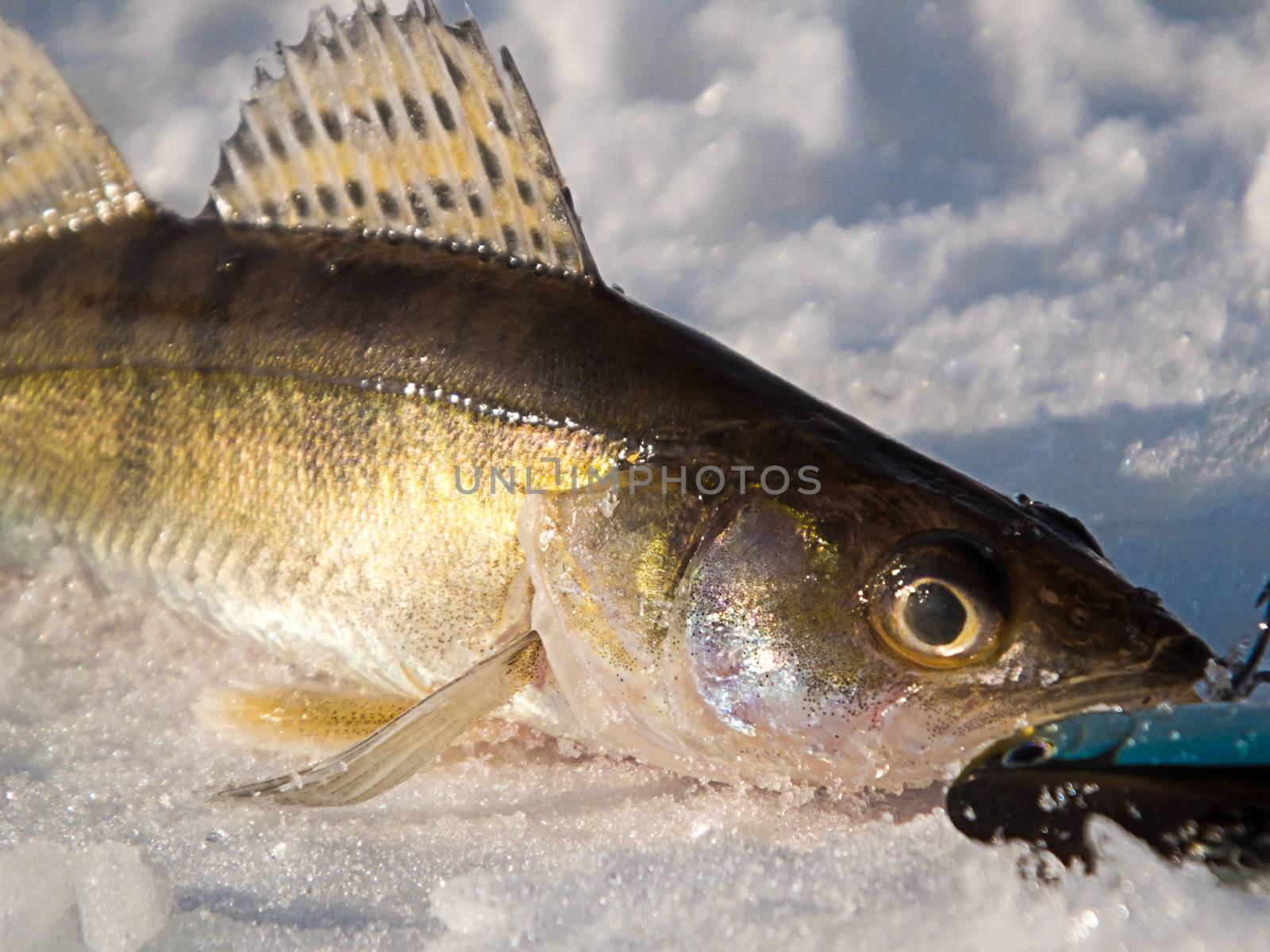 Pike perch on ice caught in the winter on a fishing tackle on the top Volga in Russia