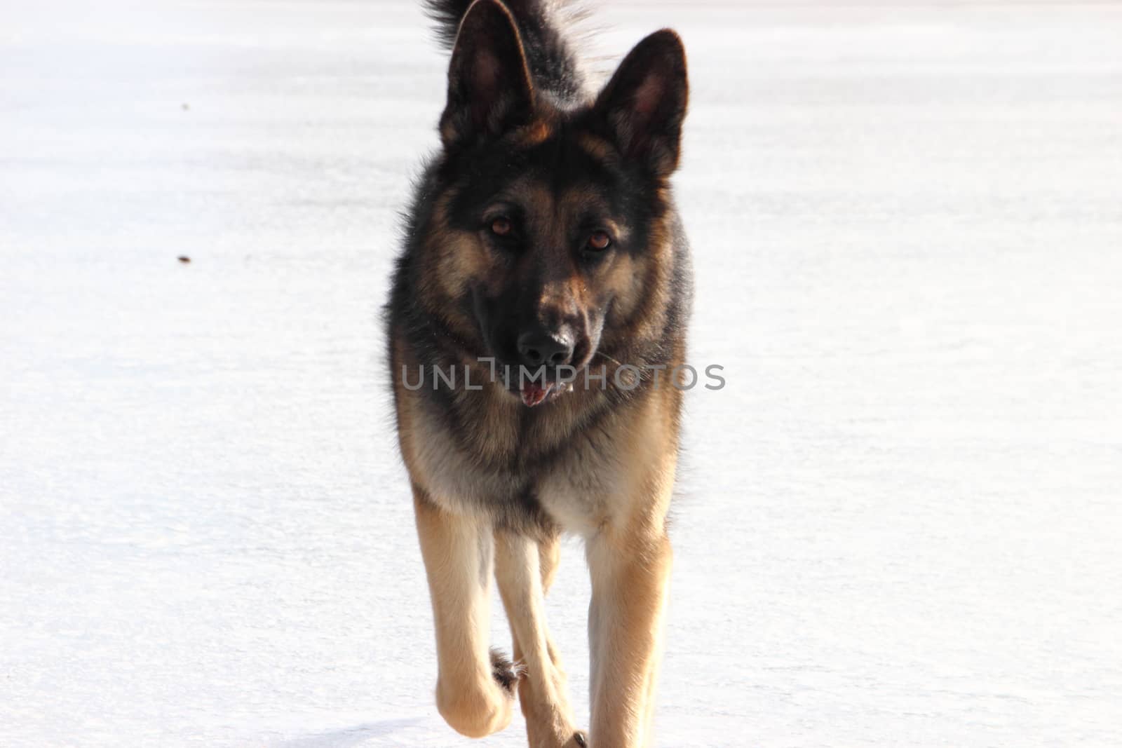 Alsatian dog on the frozen lake by Metanna