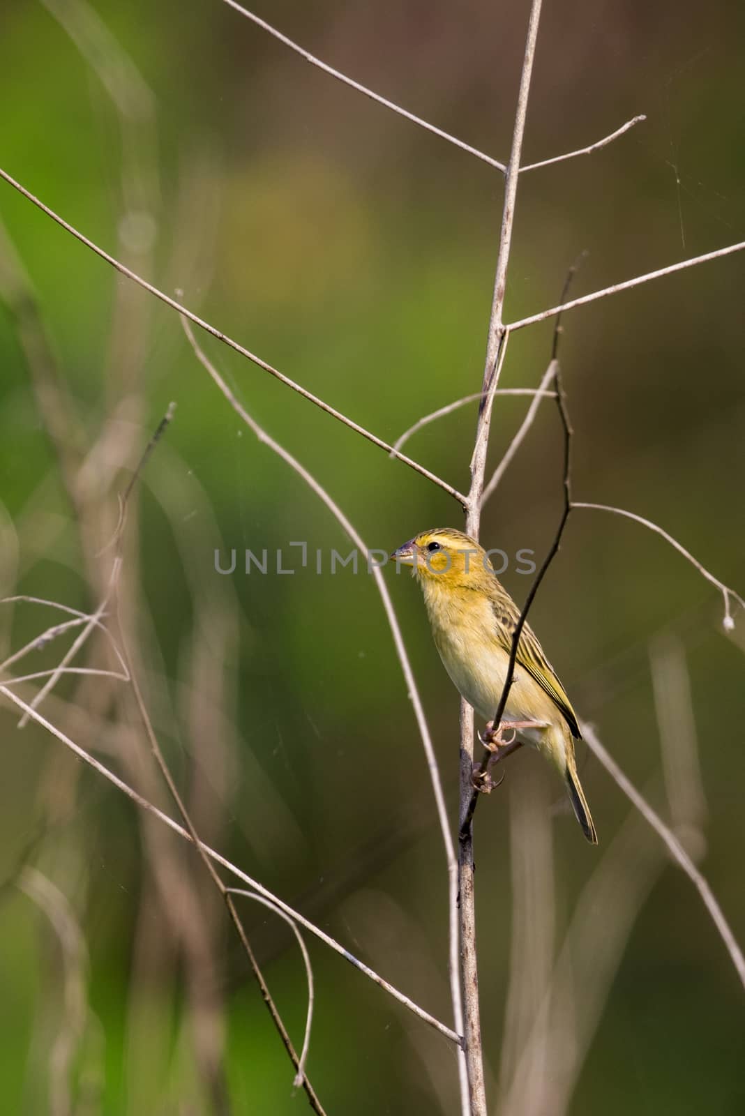 Image of golden weaver bird(Female) on the branch on nature background. Wild Animals.