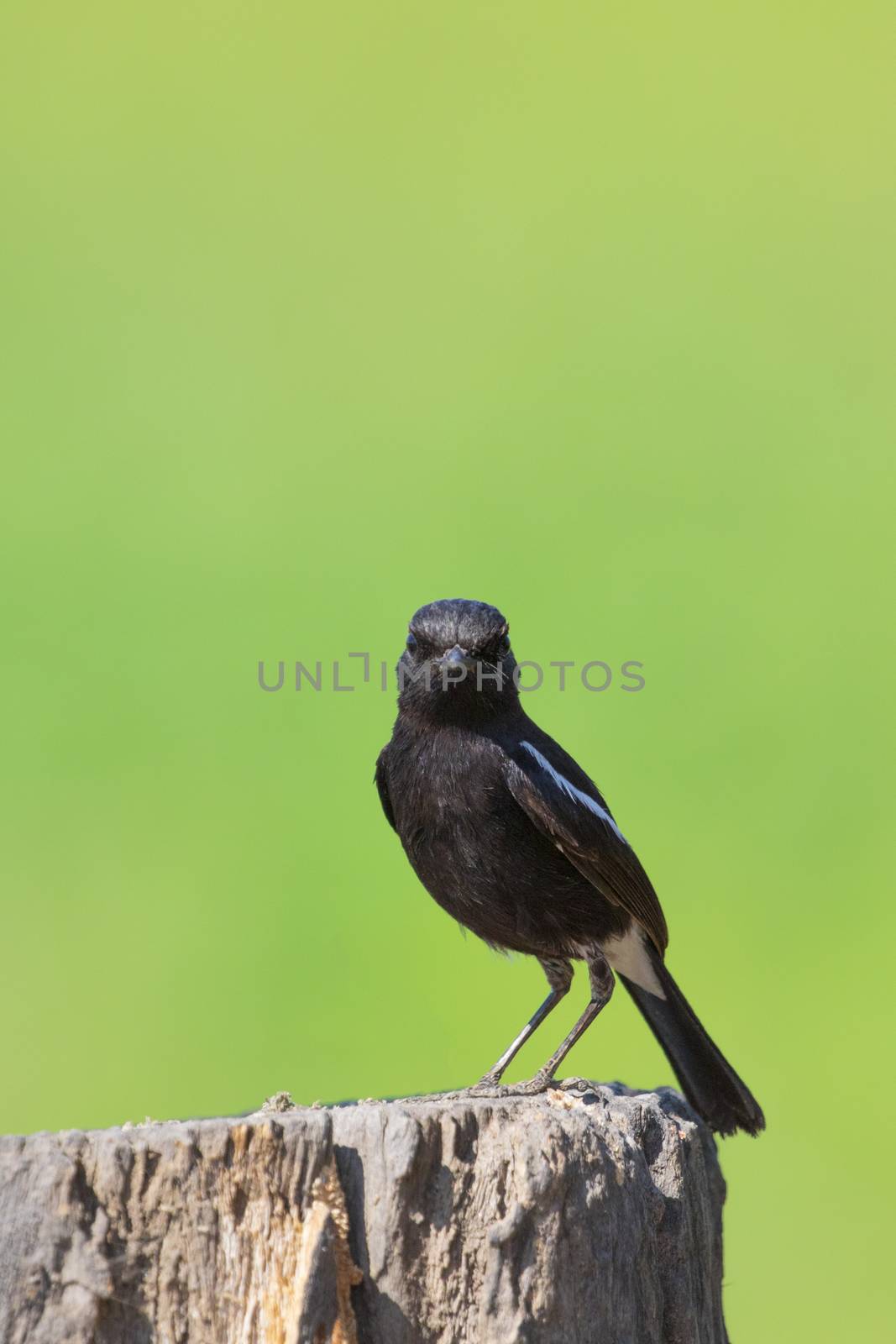 Image of bird black on nature background. Pied Bushchat ( Saxicola caprata )