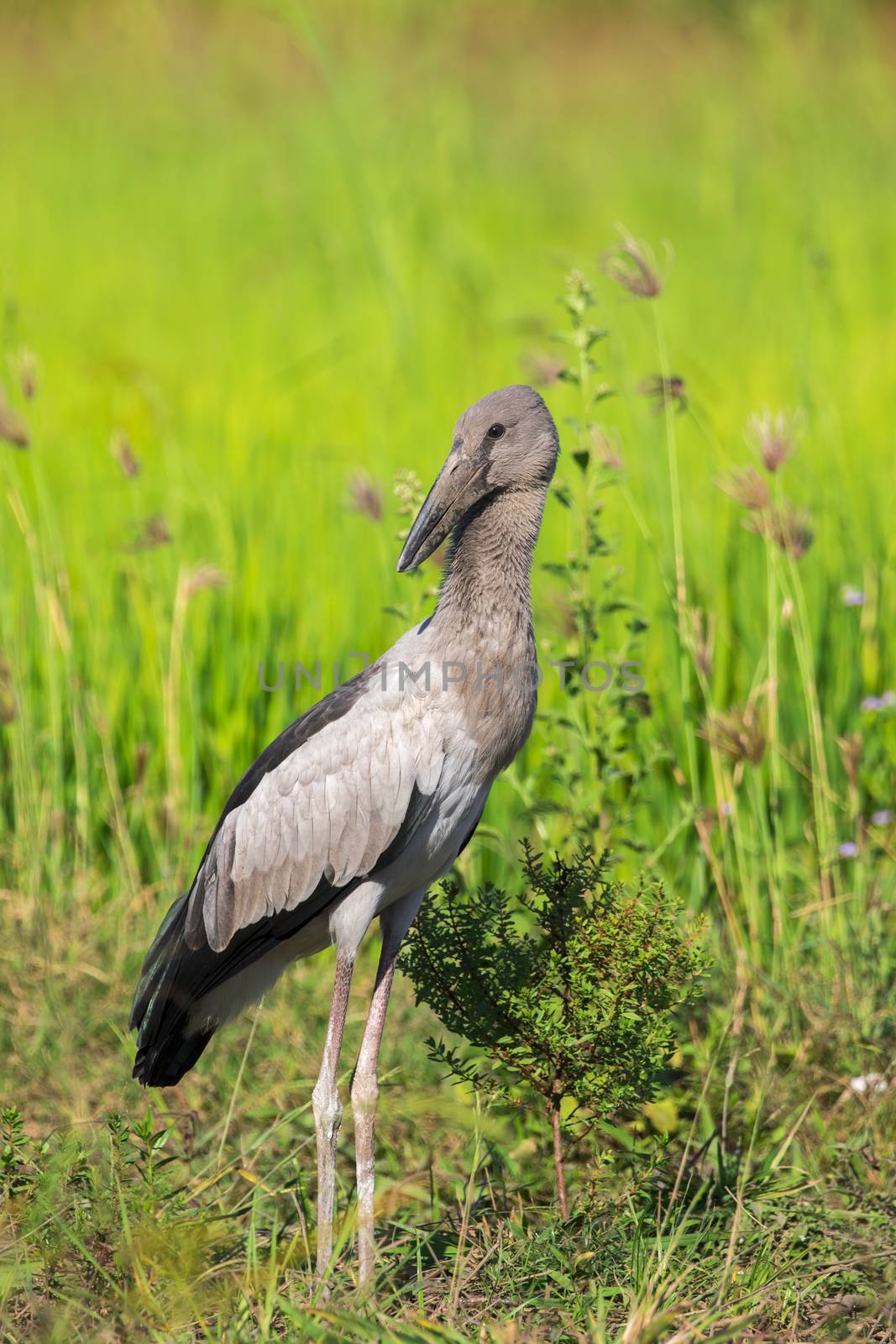 Image of Asian openbill stork on natural background. Wild Animals.