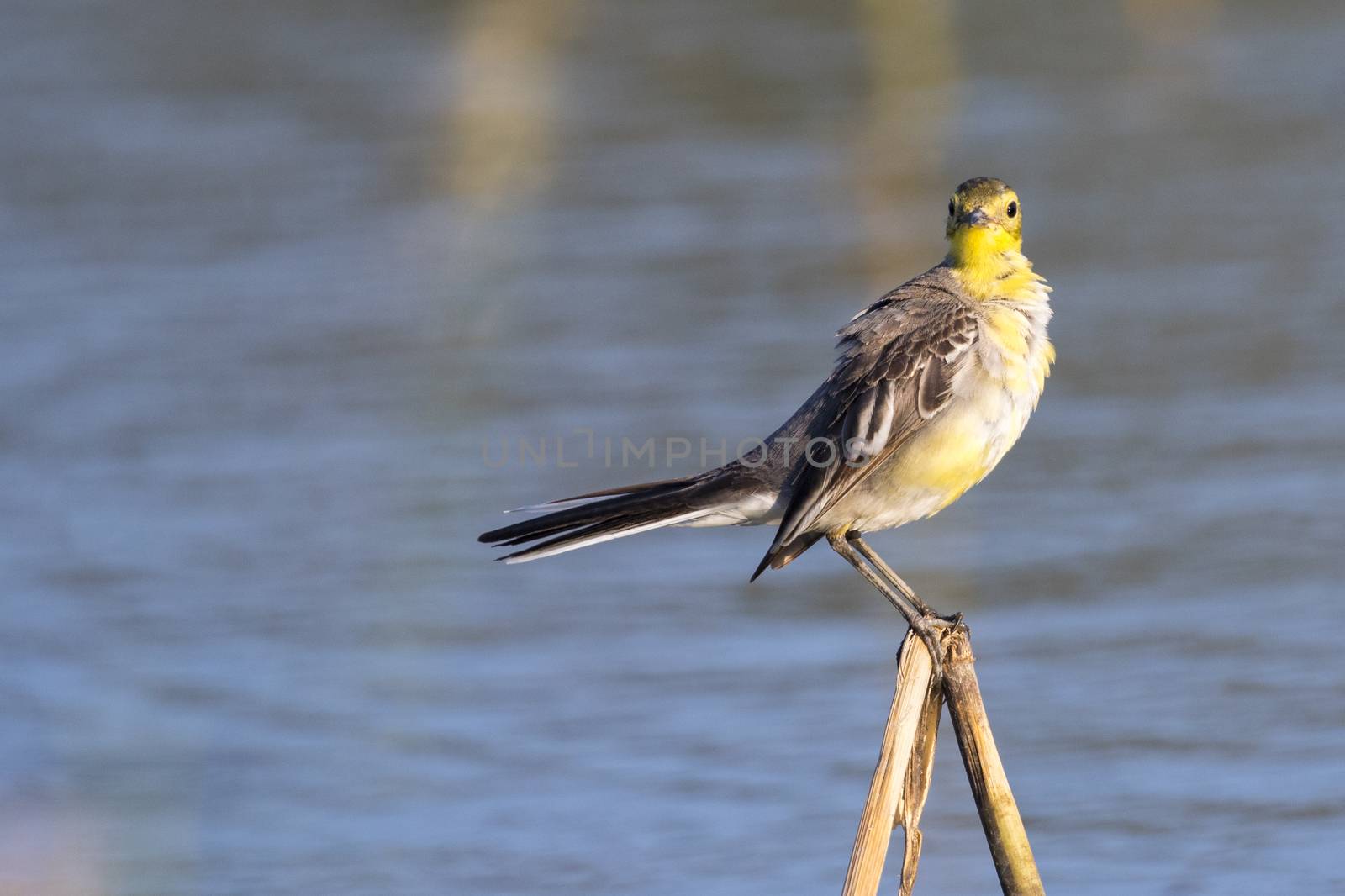 Image of Bird Citrine Wagtail (Motacilla citreola)  Wild Animals.