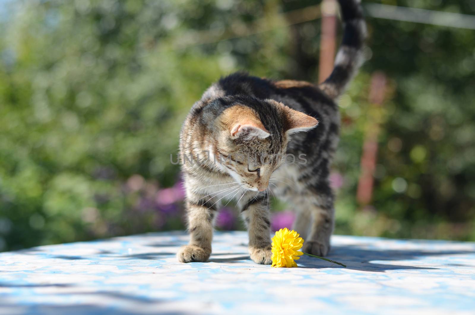 Portrait of leopard print cat in a  nature