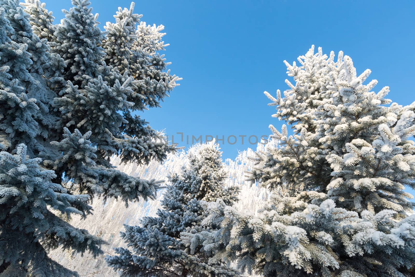 beautiful winter forest on sunny day by olgavolodina