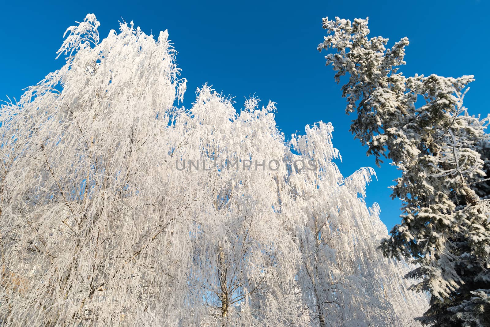 beautiful winter forest on sunny day by olgavolodina