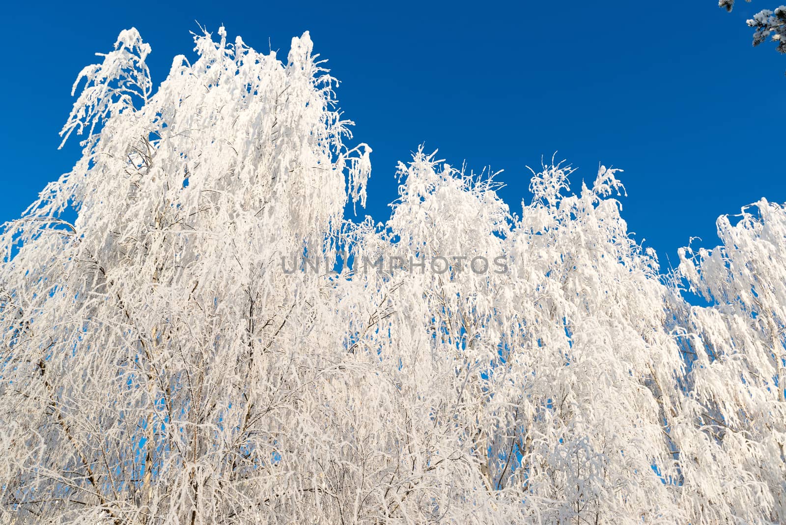 beautiful winter forest on sunny day by olgavolodina