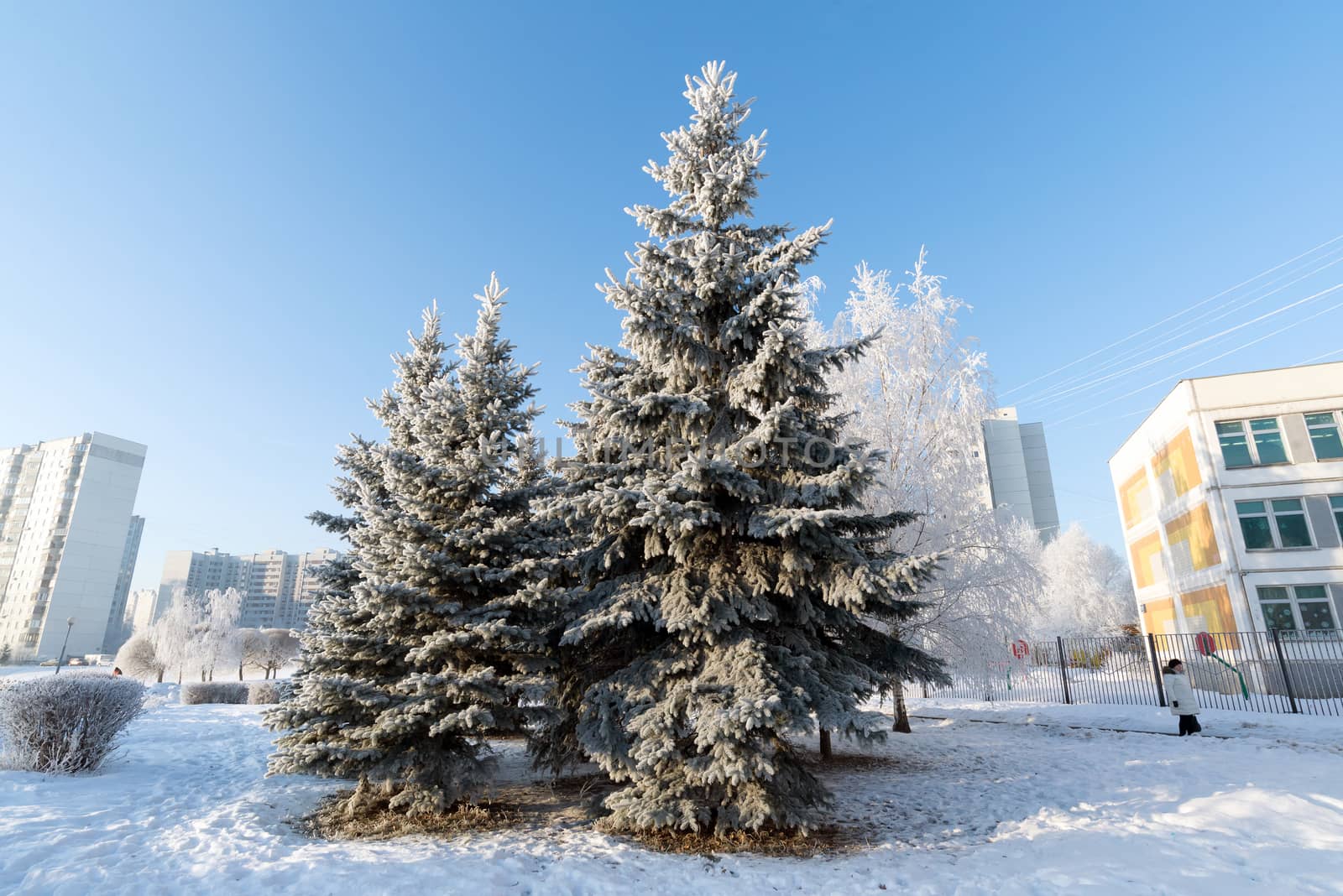 Snow-covered trees in the city of a  Moscow, Russia