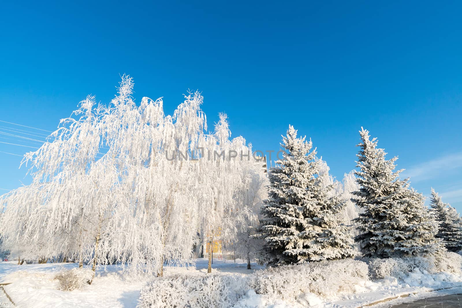 beautiful winter forest on sunny day by olgavolodina