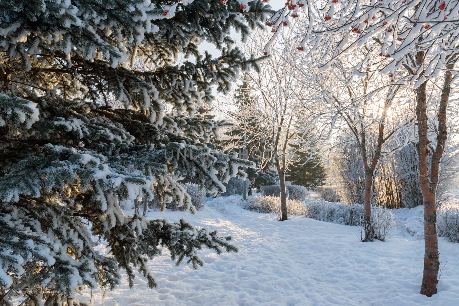 beautiful winter forest on a sunny day