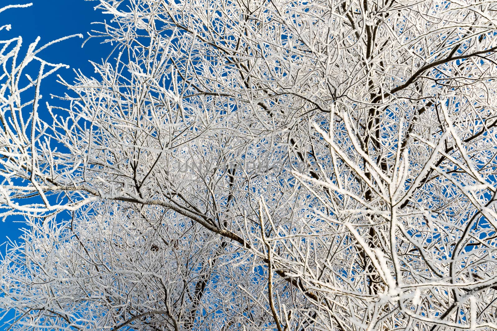 beautiful winter forest on sunny day by olgavolodina