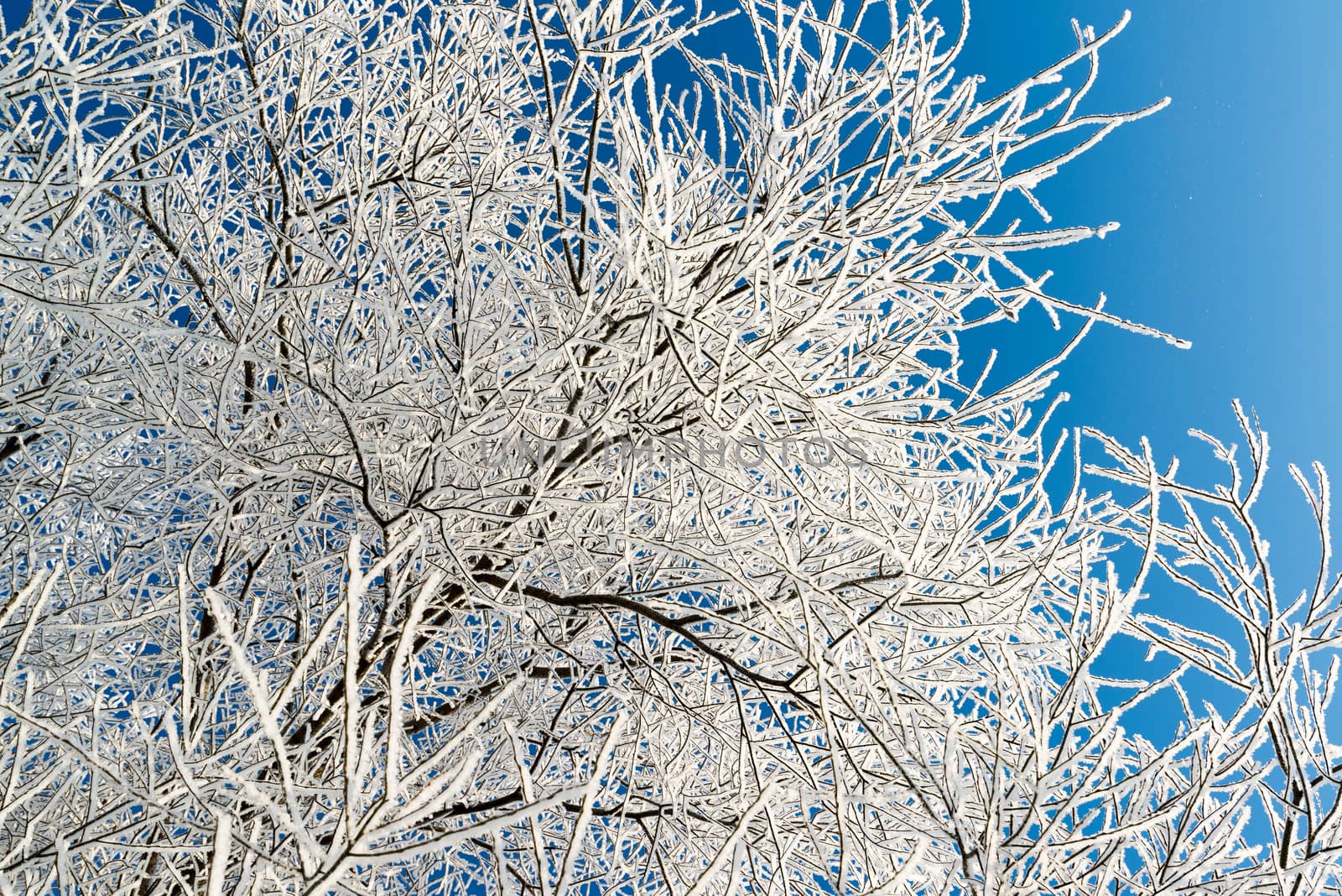 beautiful winter forest on sunny day by olgavolodina