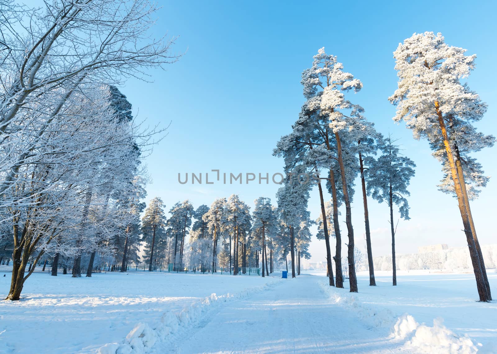 beautiful winter forest on a sunny day