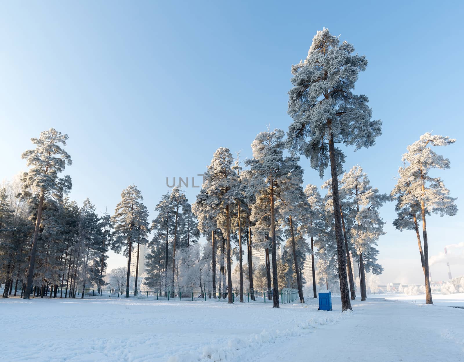 beautiful winter forest on sunny day by olgavolodina