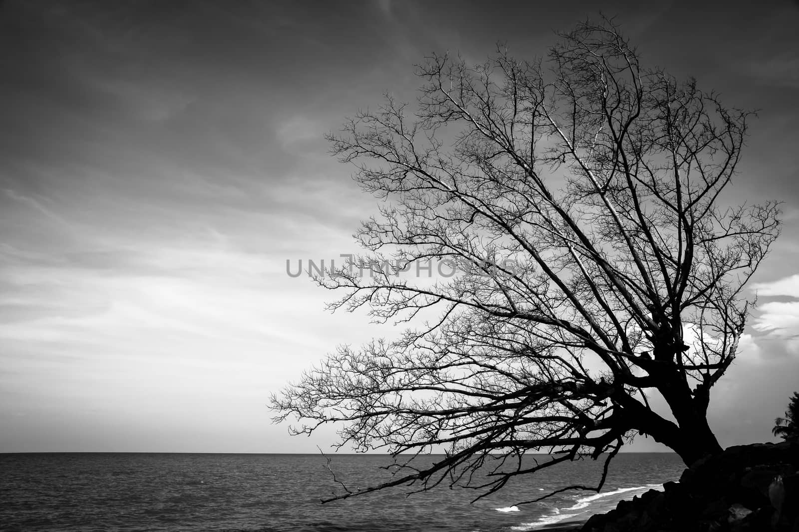 beautiful branches of dead trees on the beach