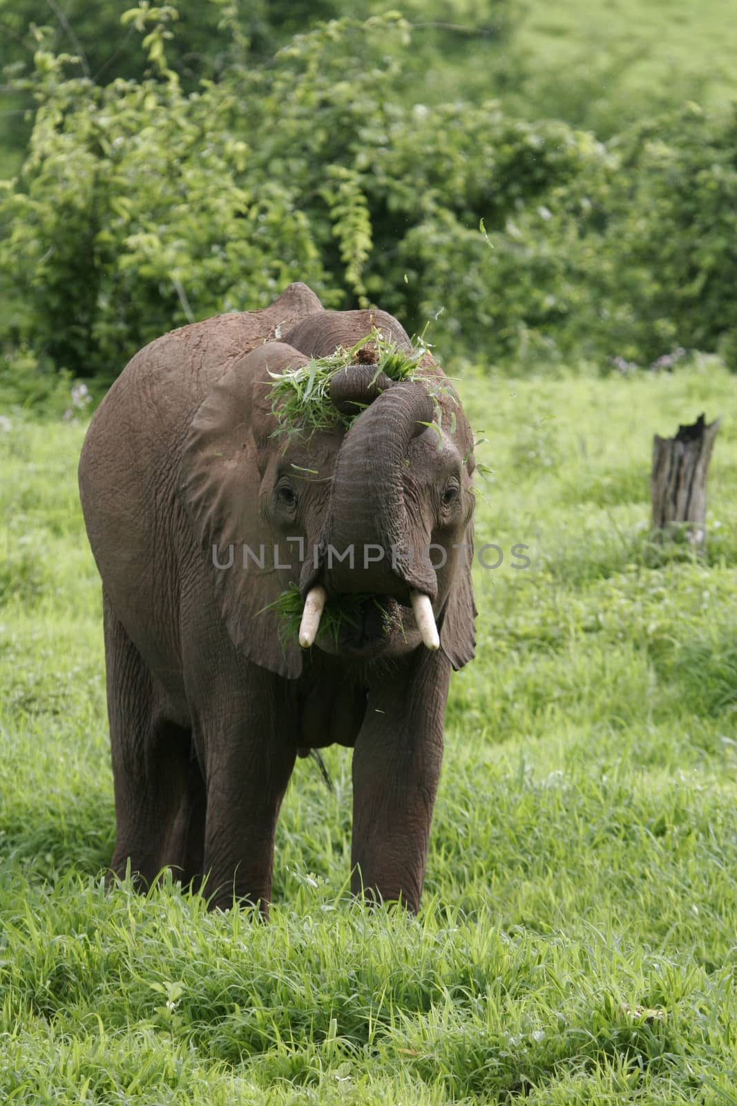 Wild Elephant (Elephantidae) in African Botswana savannah