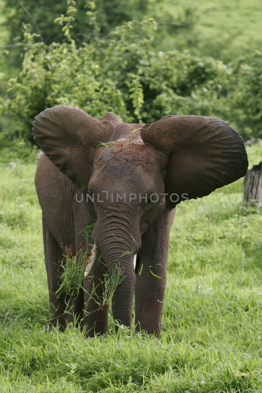 Wild Elephant (Elephantidae) in African Botswana savannah