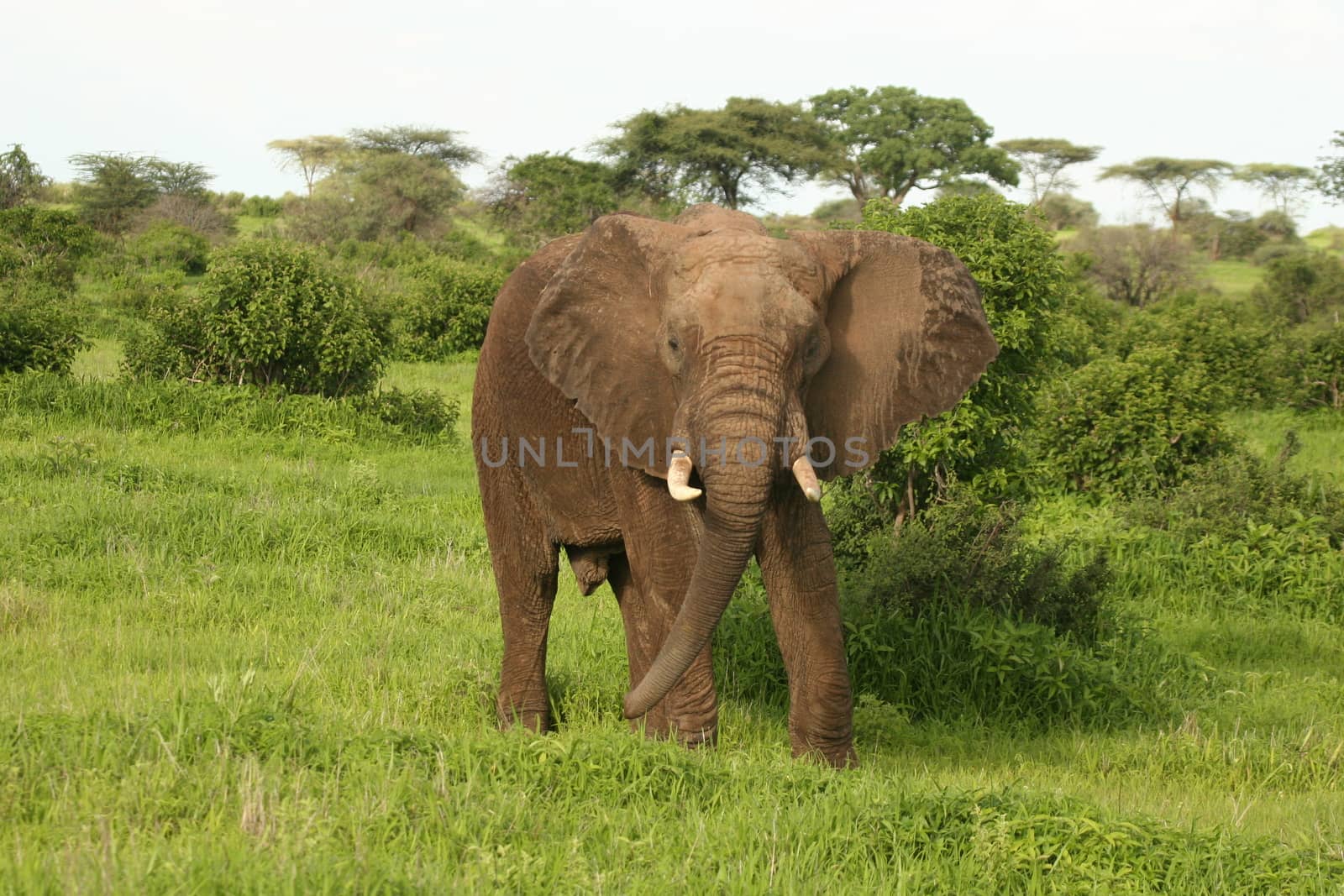 Wild Elephant (Elephantidae) in African Botswana savannah by desant7474