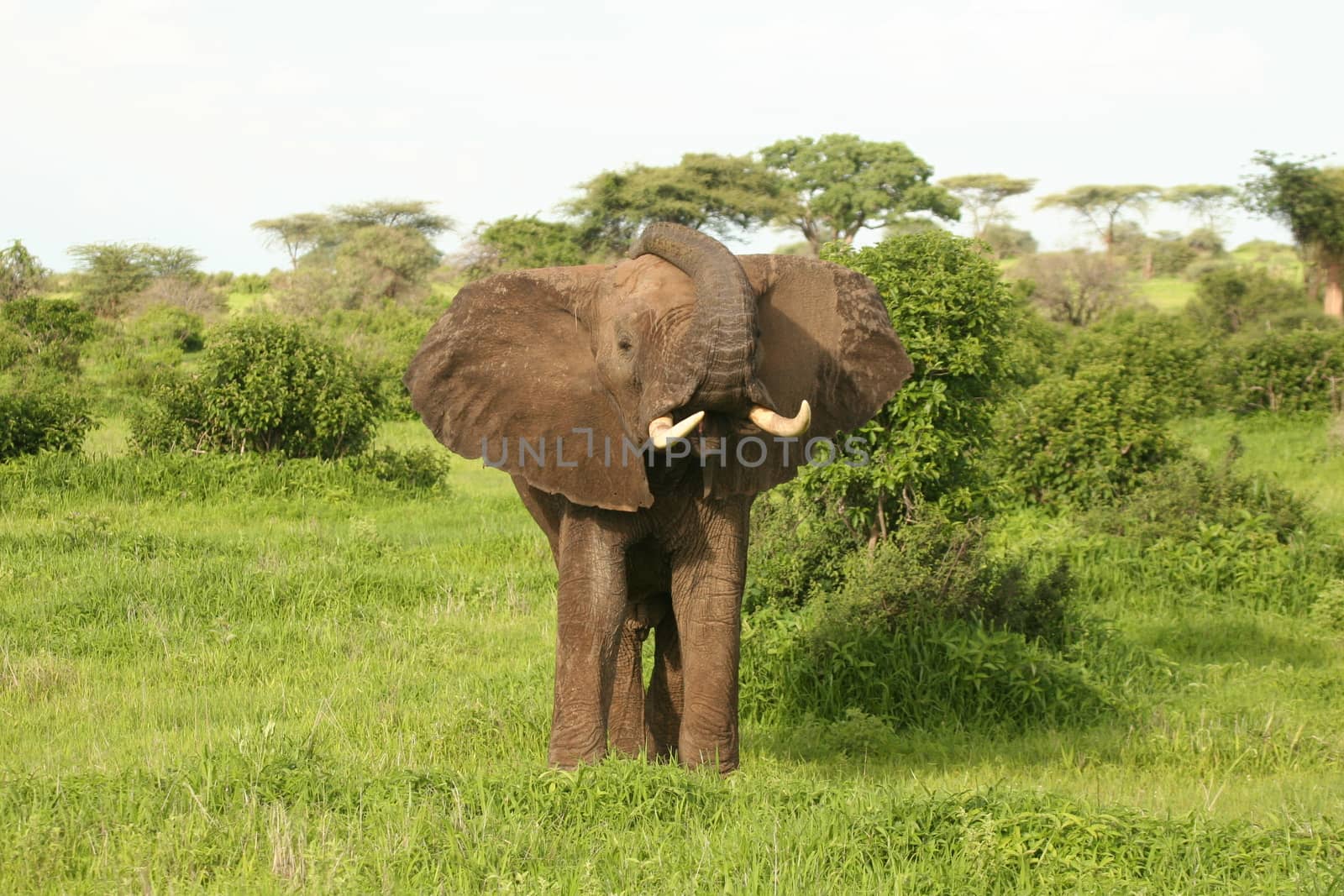 Wild Elephant (Elephantidae) in African Botswana savannah by desant7474