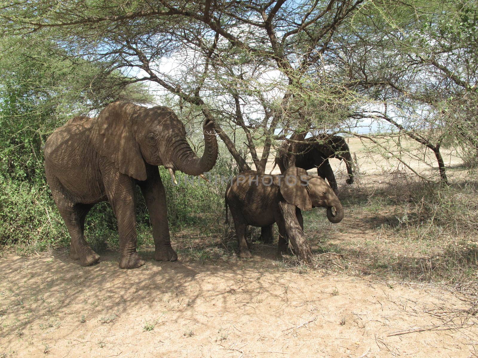 Wild Elephant (Elephantidae) in African Botswana savannah by desant7474