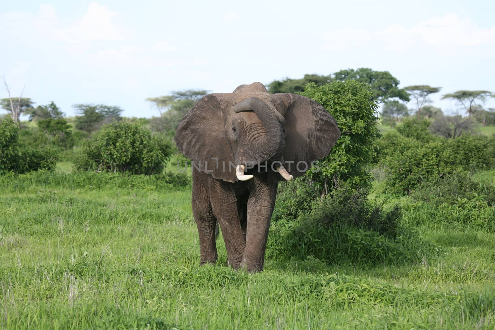 Wild Elephant (Elephantidae) in African Botswana savannah