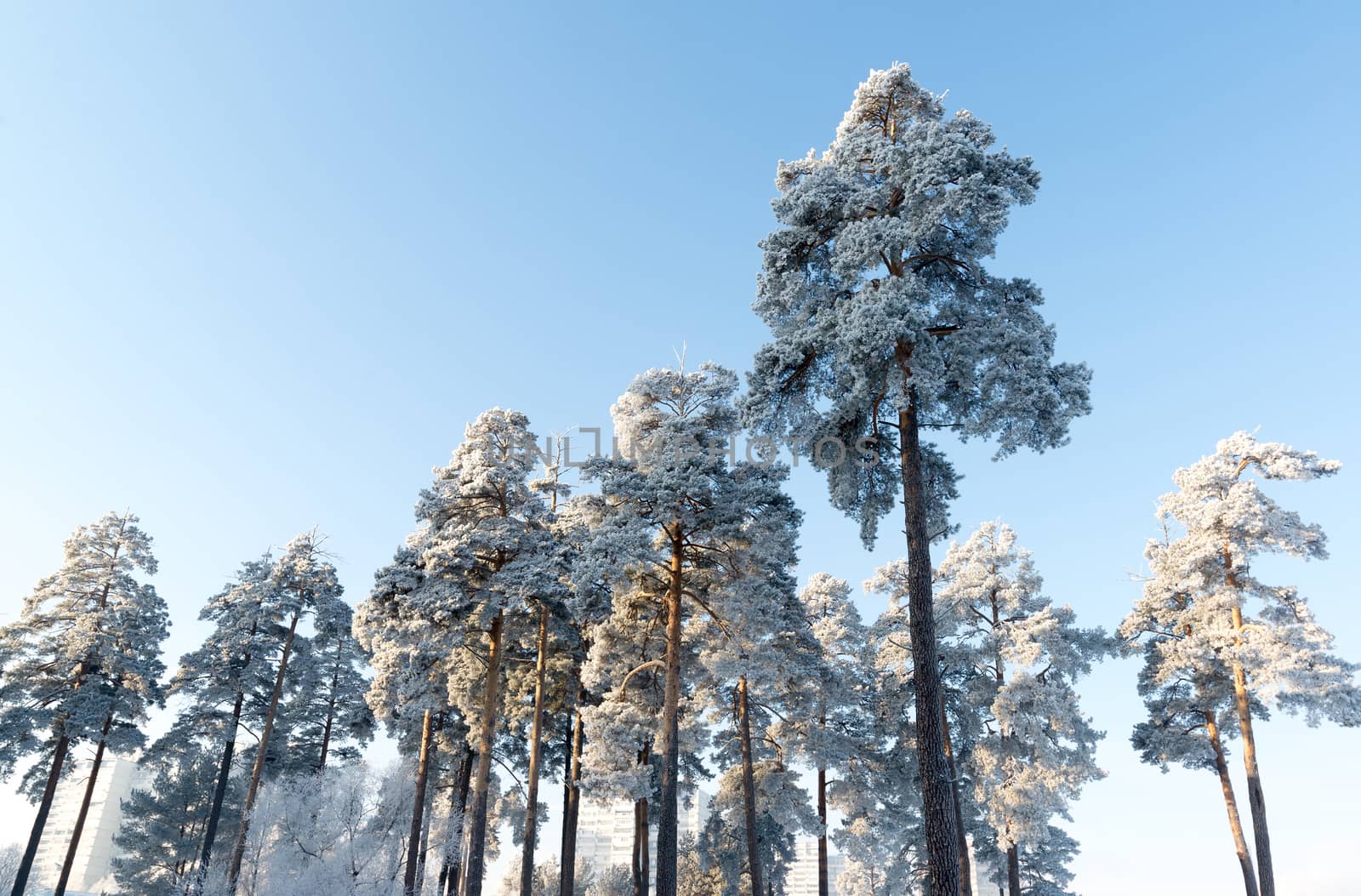 beautiful winter forest on sunny day by olgavolodina