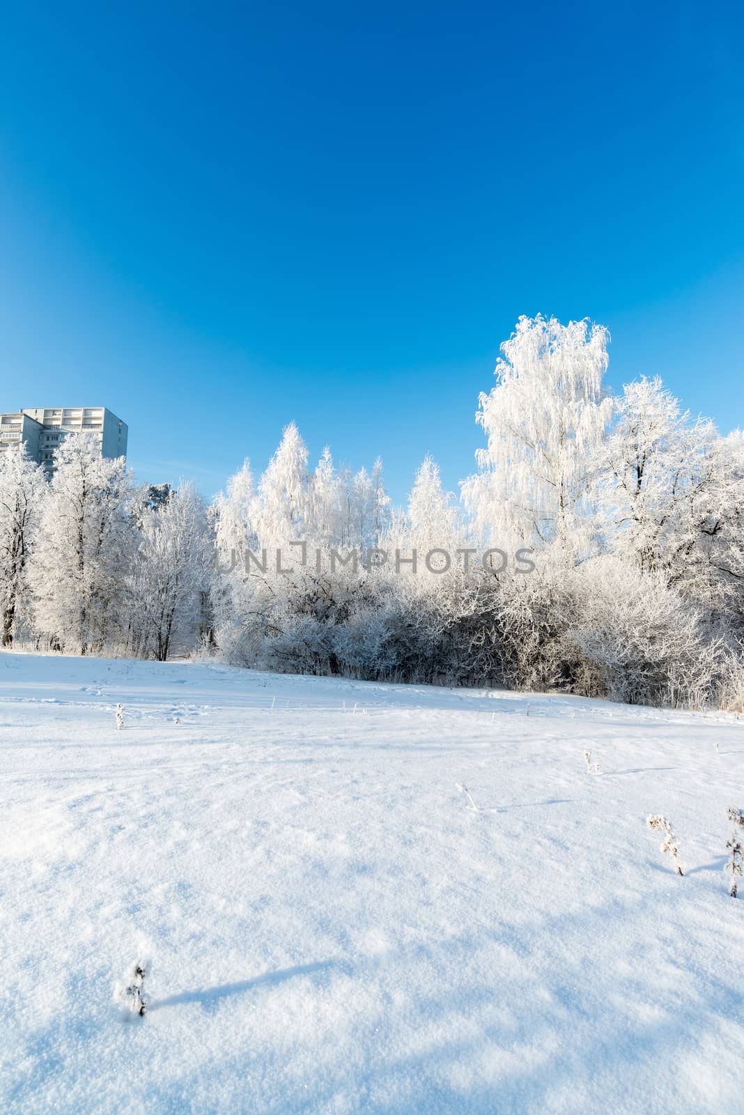 beautiful winter forest on a sunny day