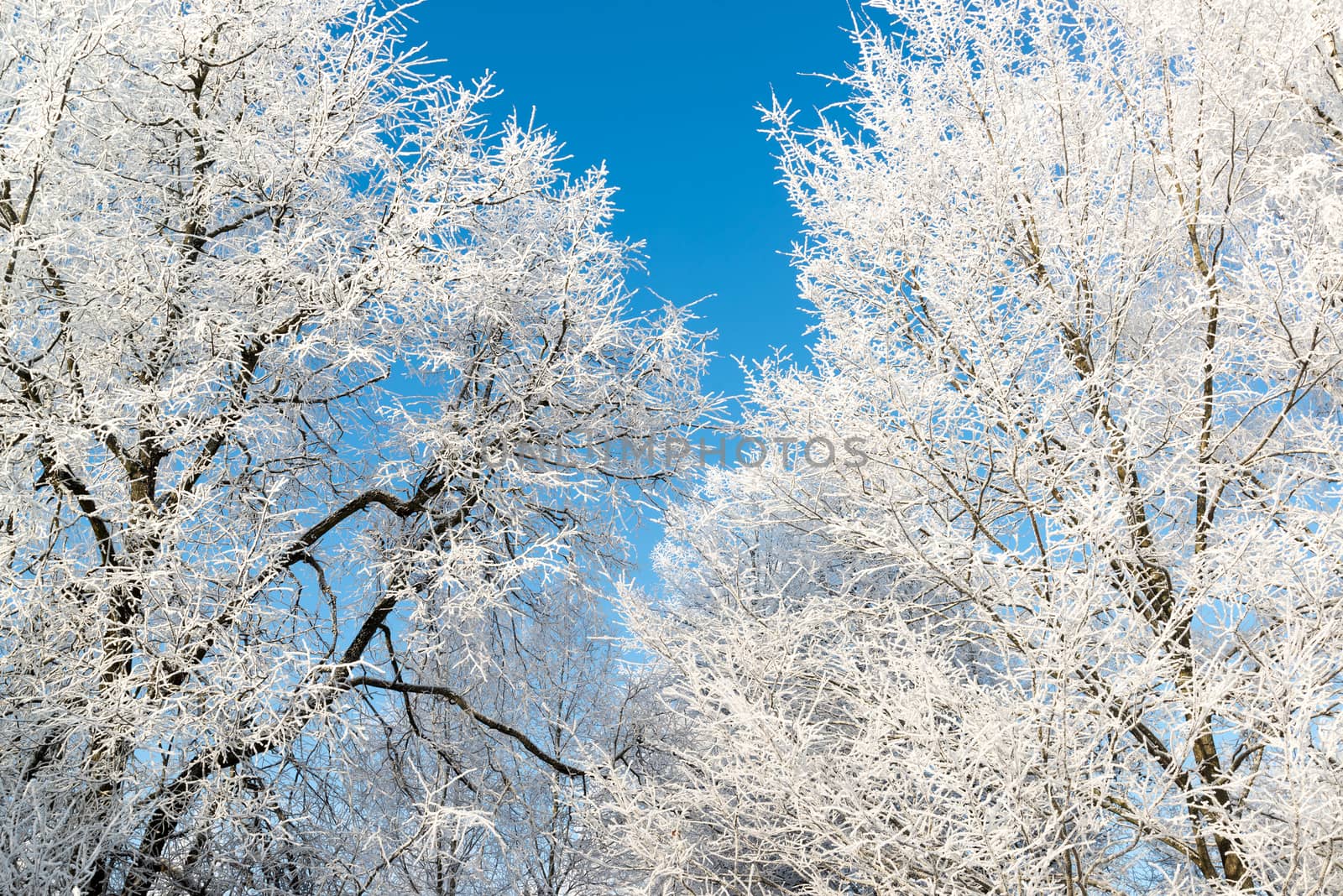 beautiful winter forest on sunny day by olgavolodina