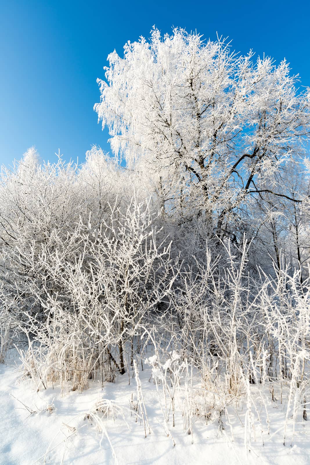 beautiful winter forest on sunny day by olgavolodina