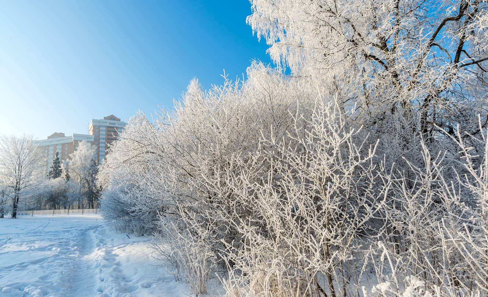 Snow-covered trees in the city of a  Moscow, Russia