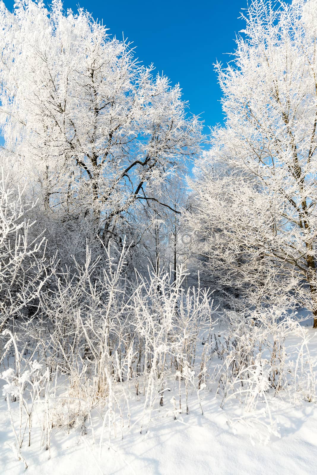 beautiful winter forest on sunny day by olgavolodina