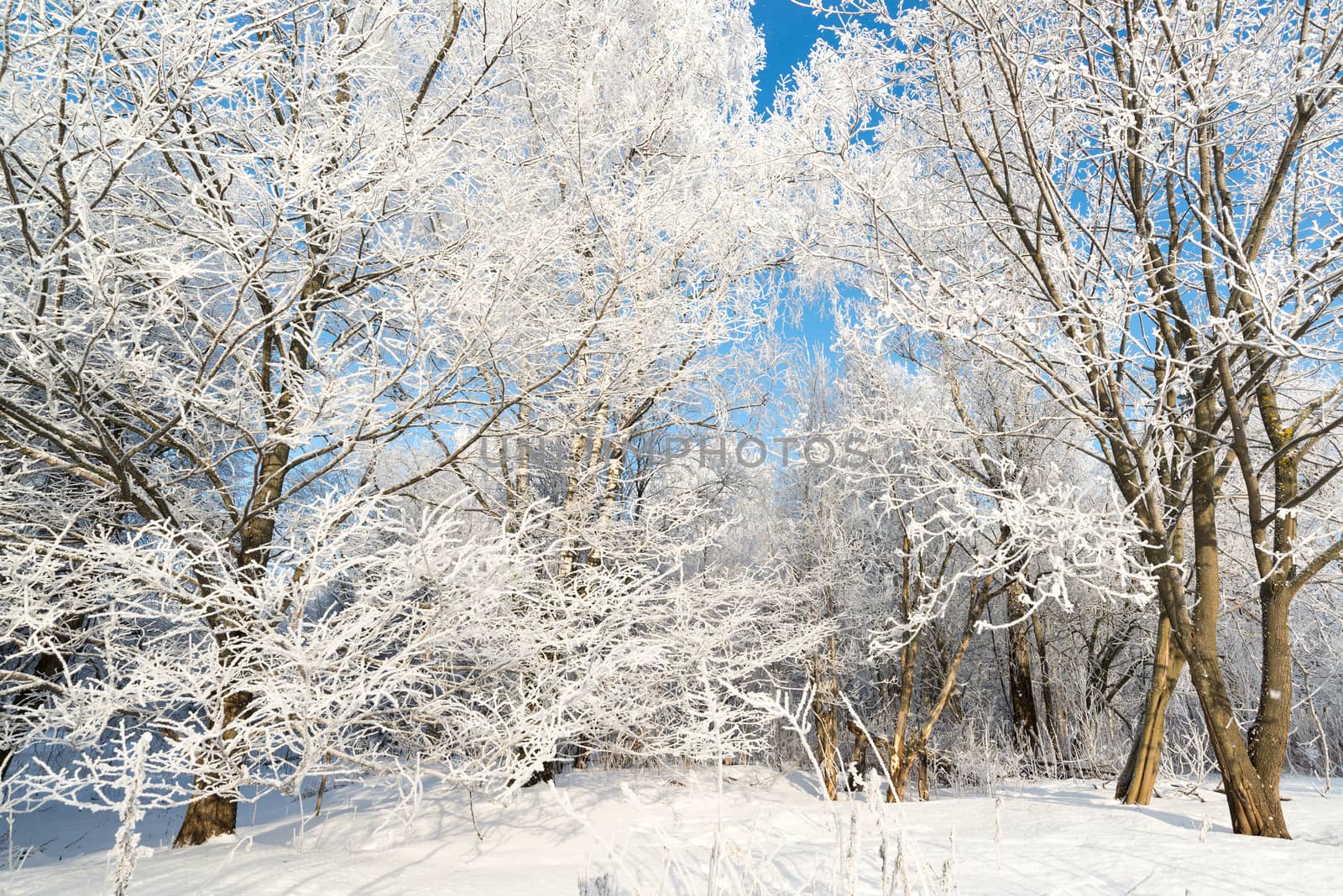 beautiful winter forest on sunny day by olgavolodina