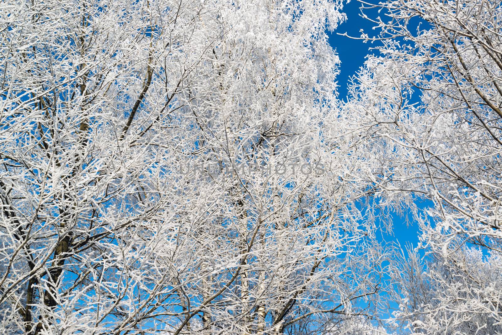 beautiful winter forest on a sunny day