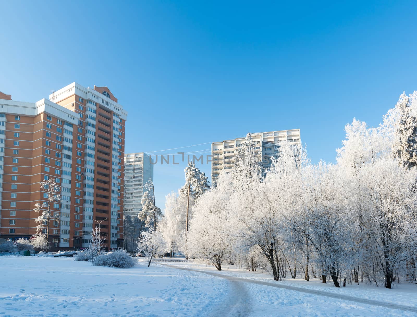 Snow-covered trees in the city of a  Moscow, Russia