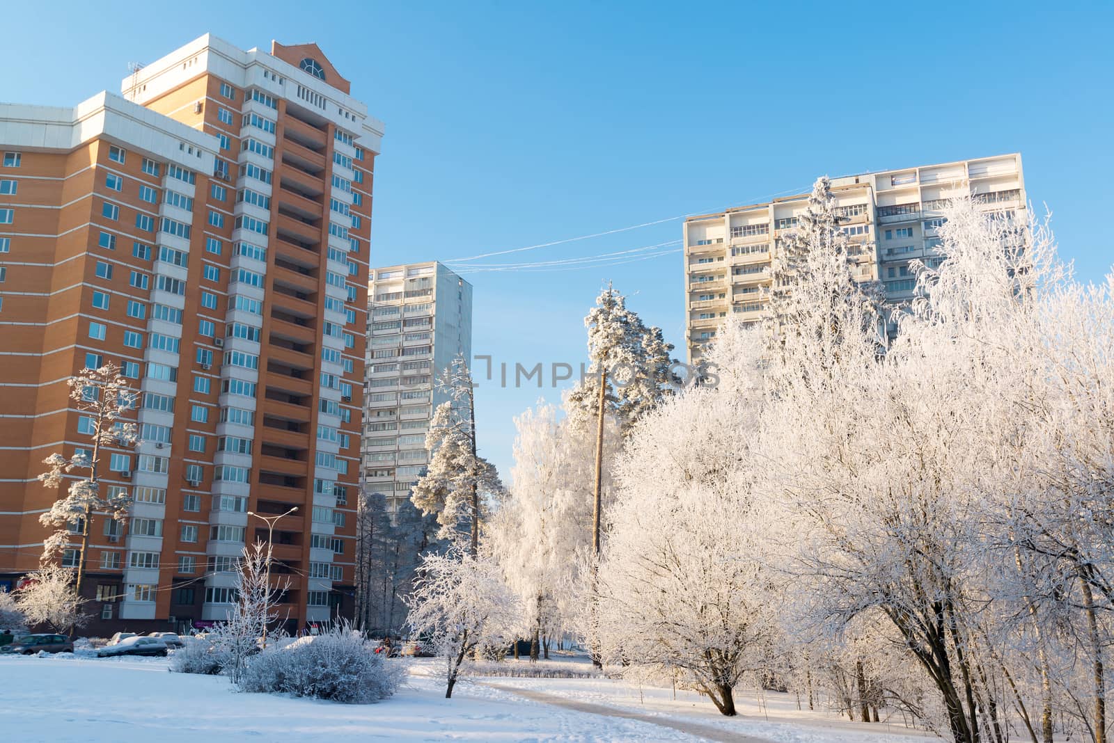 Snow-covered trees in the city of Moscow, Russia by olgavolodina