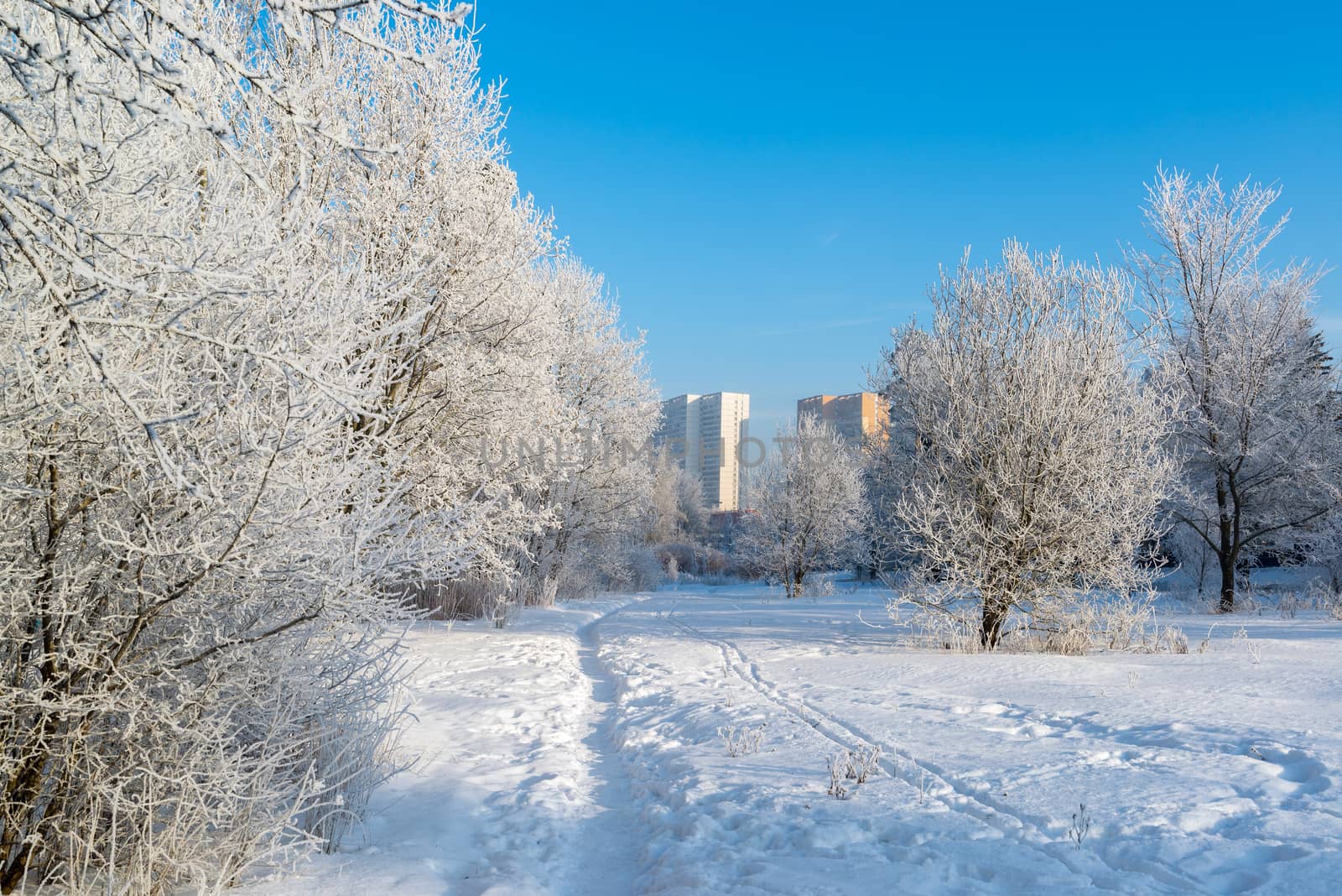 Snow-covered trees in the city of Moscow, Russia by olgavolodina